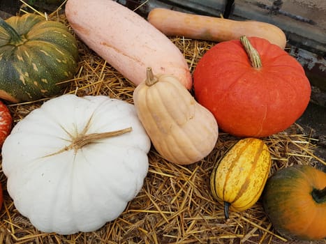 Speisekuerbisse, Cucurbita pepo, Sorten