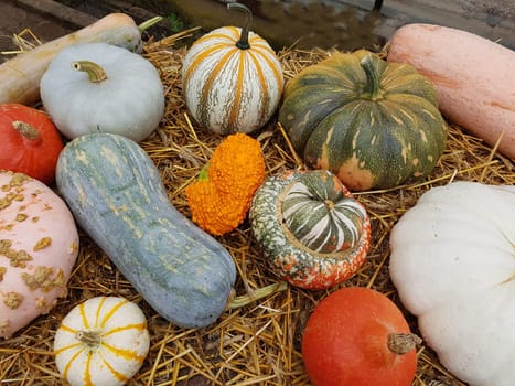 Speisekuerbisse, Cucurbita pepo, Sorten
