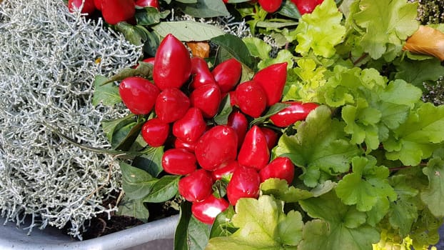 Stacheldrahtpflanze, Zierpaprika, Herbstgesteck