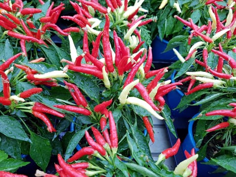 Topfchili, Zierpaprika, Capsicum Medusa, ist eine Gewuerz- und Zierpflanze mit roten und gelben Schoten die sehr scharf sind. Pot chili, ornamental paprika, Capsicum medusa, is a spice and ornamental plant with red and yellow pods that are very spicy.