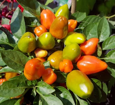 Zierpaprika
