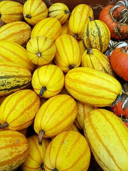 Speisekuerbisse, Cucurbita pepo