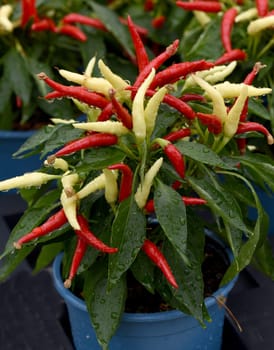 Topfchili, Zierpaprika, Capsicum Medusa, ist eine Gewuerz- und Zierpflanze mit roten und gelben Schoten die sehr scharf sind. Pot chili, ornamental paprika, Capsicum medusa, is a spice and ornamental plant with red and yellow pods that are very spicy.