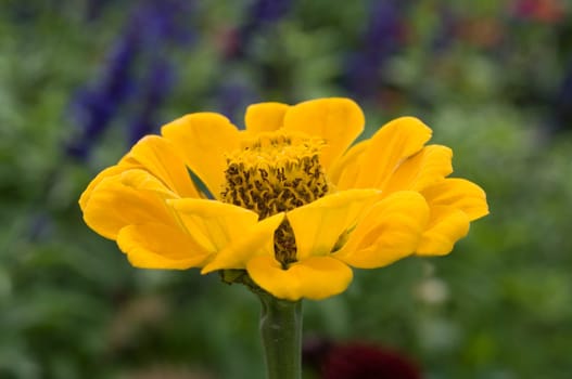 Zinnie  Zinnia, angustifolia, Sommerblume