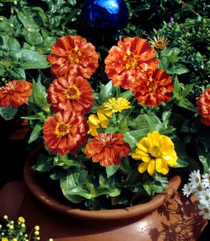 Zinnia elegans, Zinnie
