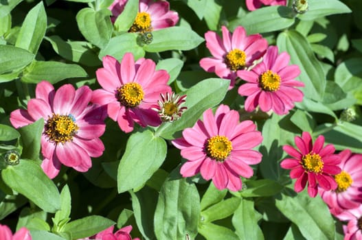 Zinnie  Zinnia elegans
