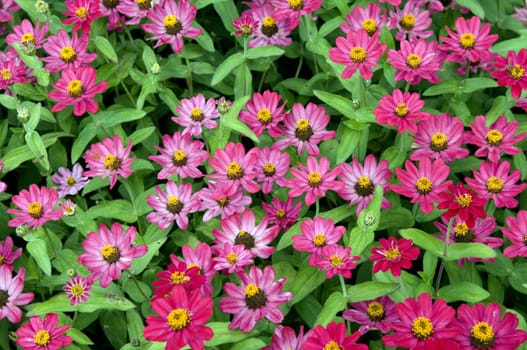 Zinnie  Zinnia angustifolia