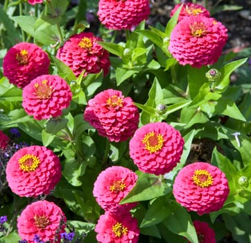 Zinnie  Zinnia elegans