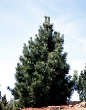 Zirbelkiefer, Pinus cembra