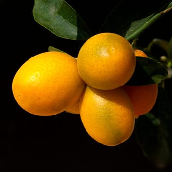 Kumquats  Fortunella  Citrus