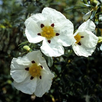 Zistrose, Cistus ladaniferus