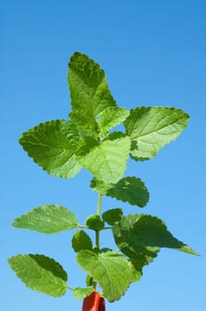 Zitronenmelisse, Lemon balm  Melissa  officinalis