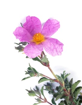 Zistrose, Cistus