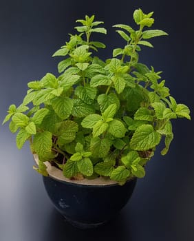 Zitronenmelisse  Melissa  officinalis, Heilpflanze  Kraeuter
