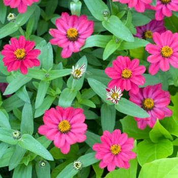 Zinnie  Zinnia, angustifolia, Sommerblume