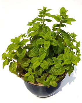 Zitronenmelisse  Melissa  officinalis, Heilpflanze  Kraeuter