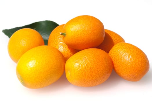 Kumquats  Fortunella  Citrus