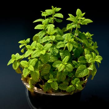 Zitronenmelisse  Melissa  officinalis, Heilpflanze  Kraeuter