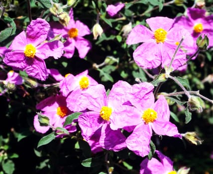 Zistrose, Cistus