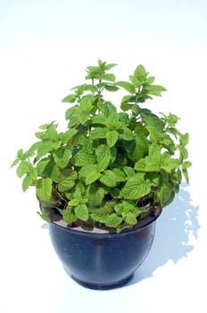 Zitronenmelisse  Melissa  officinalis, Heilpflanze  Kraeuter