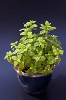 Zitronenmelisse  Melissa  officinalis, Heilpflanze  Kraeuter