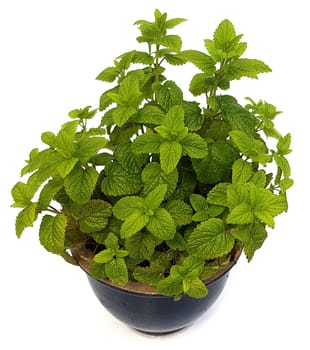 Zitronenmelisse  Melissa  officinalis, Heilpflanze  Kraeuter