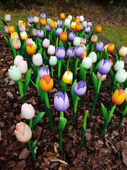 Tulpen sind sehr attraktive Fruehblueher. Sie ist eine  Zwiebelpflanze mit vielen unterschiedlichen Farben. Tulips are very attractive early bloomers. It is an onion plant with many different colors.