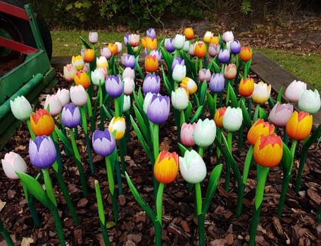 Tulpen sind sehr attraktive Fruehblueher. Sie ist eine  Zwiebelpflanze mit vielen unterschiedlichen Farben. Tulips are very attractive early bloomers. It is an onion plant with many different colors.