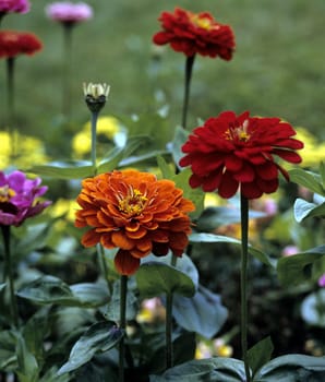 Zinnie  Zinnia, angustifolia, Sommerblume
