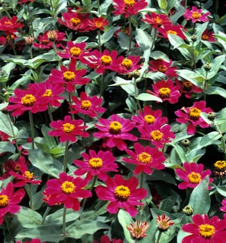 Zinnie, Zinnia elegans