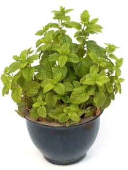Zitronenmelisse  Melissa  officinalis, Heilpflanze  Kraeuter