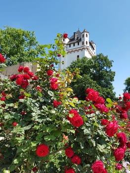 Burg Eltville,  Deutschland,  Eltville,  Rhein