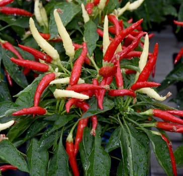 Topfchili, Zierpaprika, Capsicum Medusa, ist eine Gewuerz- und Zierpflanze mit roten und gelben Schoten die sehr scharf sind. Pot chili, ornamental paprika, Capsicum medusa, is a spice and ornamental plant with red and yellow pods that are very spicy.