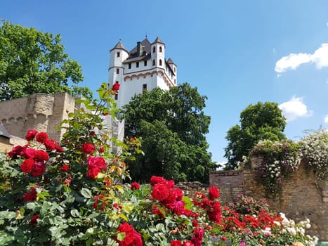 Burg Eltville,  Deutschland,  Eltville,  Rhein