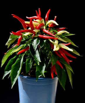 Topfchili, Zierpaprika, Capsicum Medusa, ist eine Gewuerz- und Zierpflanze mit roten und gelben Schoten die sehr scharf sind. Pot chili, ornamental paprika, Capsicum medusa, is a spice and ornamental plant with red and yellow pods that are very spicy.