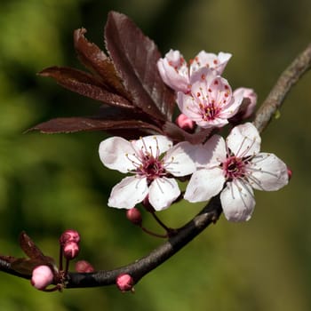 Zierpflaumenblueten
