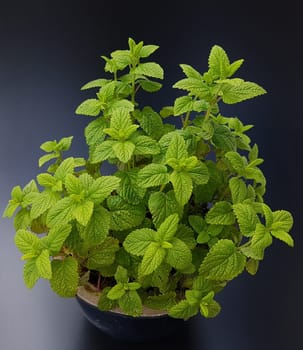 Zitronenmelisse  Melissa  officinalis, Heilpflanze  Kraeuter