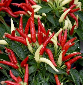 Topfchili, Zierpaprika, Capsicum Medusa, ist eine Gewuerz- und Zierpflanze mit roten und gelben Schoten die sehr scharf sind. Pot chili, ornamental paprika, Capsicum medusa, is a spice and ornamental plant with red and yellow pods that are very spicy.