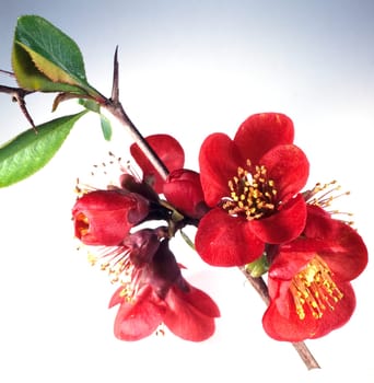 Zierquitte, Choenomeles, japonica