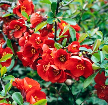 Zierquitte, Choenomeles, japonica