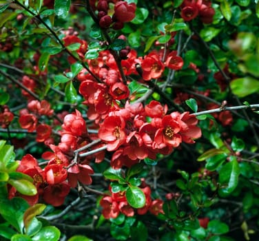 Zierquitte, Choenomeles japonica
