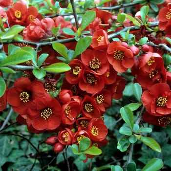 Zierquitte  Choenomeles japonica