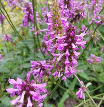 Ziest  Stachys  officinalis  Echter  Heilziest  Betonie  Sommerblume  Ziestbluete  Heilpflanze
