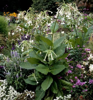Ziertabak, Nicotiana sanderae-Hybriden