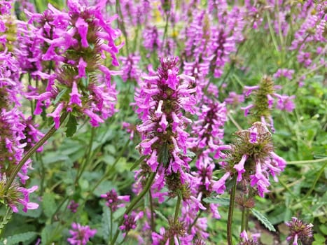 Ziest  Stachys  officinalis  Echter  Heilziest  Betonie  Sommerblume  Ziestbluete  Heilpflanze