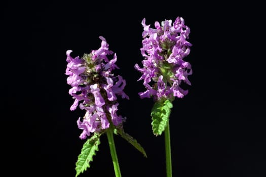 Ziest  Stachys  officinalis  Echter  Heilziest  Betonie