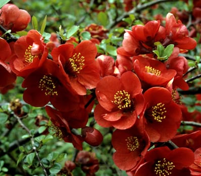 Zierquitte, Choenomeles, japonica