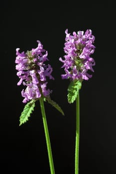 Ziest  Stachys  officinalis  Echter  Heilziest  Betonie