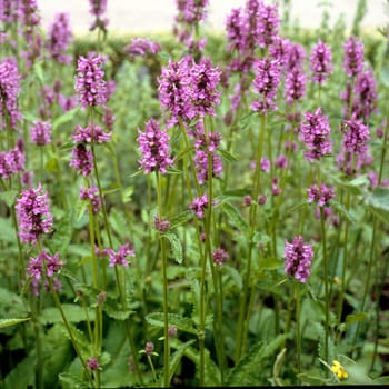 Ziest  Stachys officinalis