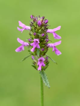 Ziest, Stachys, officinalis, Echter, Heilziest